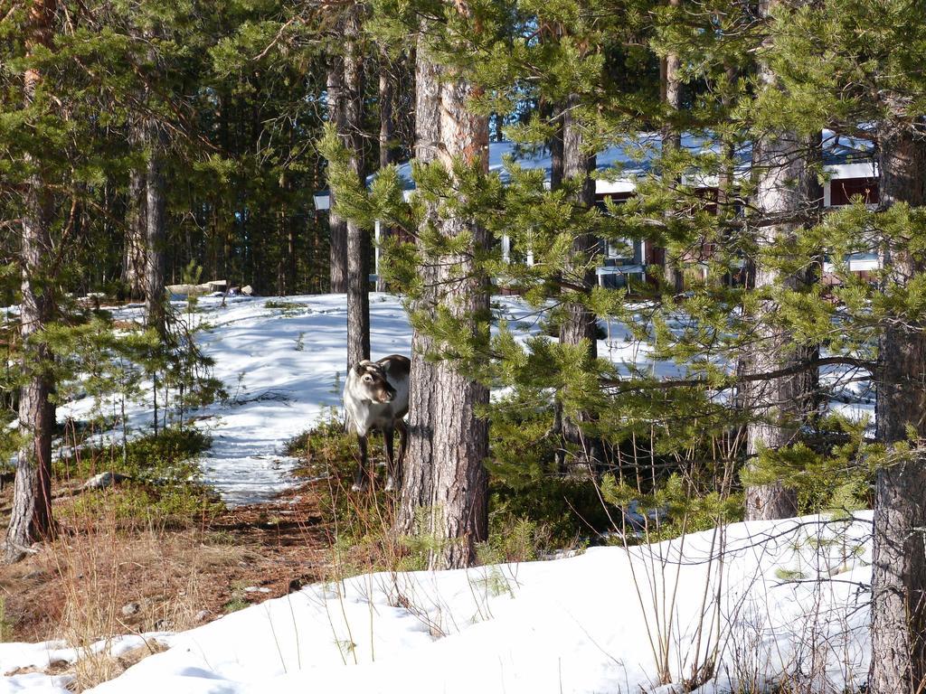 Skabram Camping & Stugby Jokkmokk Bagian luar foto